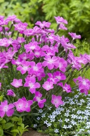 娇羞可爱欧石竹、石竹初吻、花量极大姬小菊、黄金络石和花叶络石