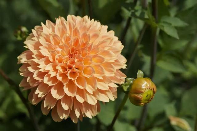 花色娇艳的大丽花，竟让我家阳台“一片花海、满载生机”