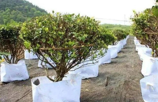 你的栽种方法，可能正在加速苗木死亡