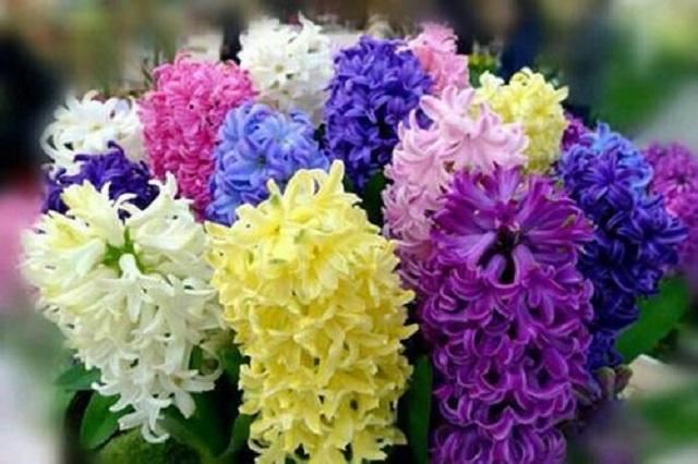 2月开花成串的3种花，此时室内摆几盆，到时候家里开成“花园”