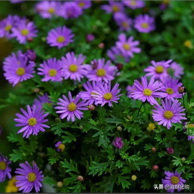 娇羞可爱欧石竹、石竹初吻、花量极大姬小菊、黄金络石和花叶络石