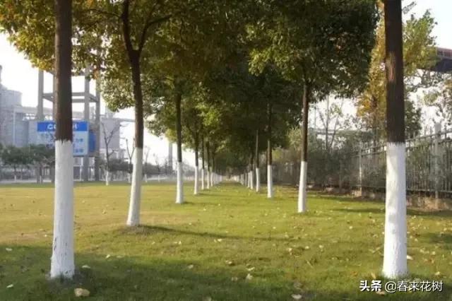 园林公司让苗木提升存活率的“十大”绝招。回头去试试