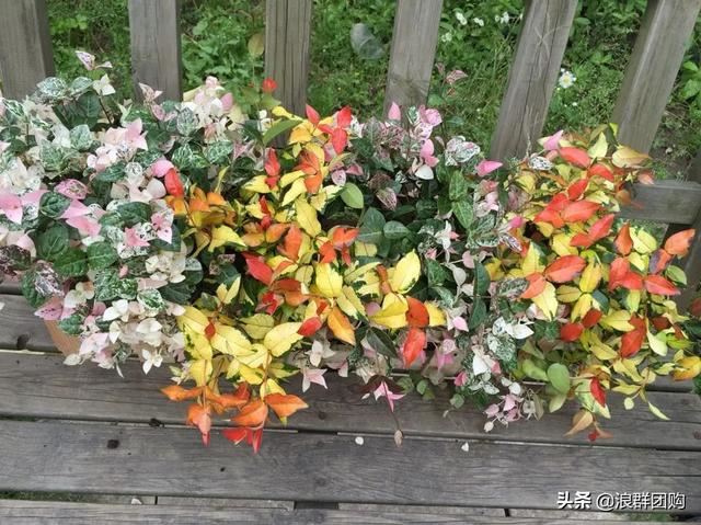 娇羞可爱欧石竹、石竹初吻、花量极大姬小菊、黄金络石和花叶络石