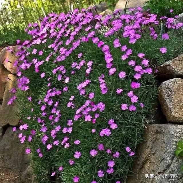 娇羞可爱欧石竹、石竹初吻、花量极大姬小菊、黄金络石和花叶络石