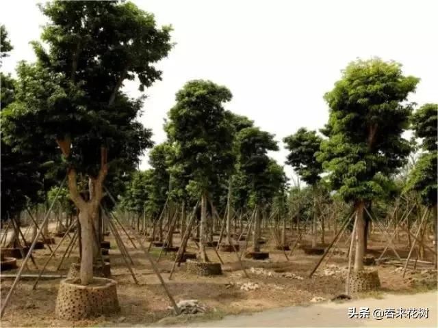 园林公司让苗木提升存活率的“十大”绝招。回头去试试