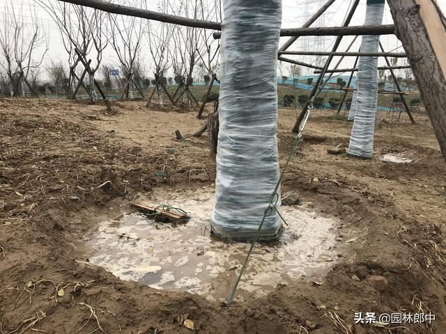 树木移植后枝干和根系内都有水分，但就是迟迟不发芽，怎么回事儿