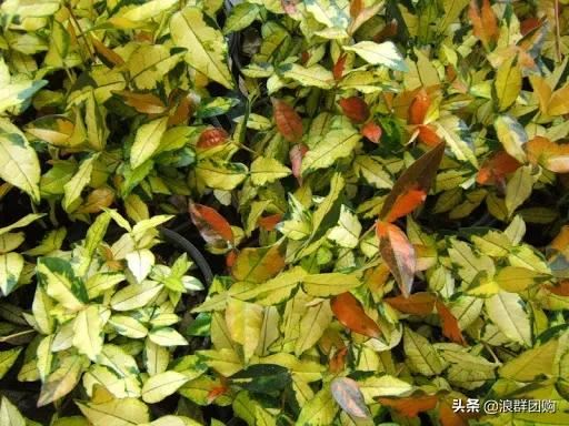 娇羞可爱欧石竹、石竹初吻、花量极大姬小菊、黄金络石和花叶络石