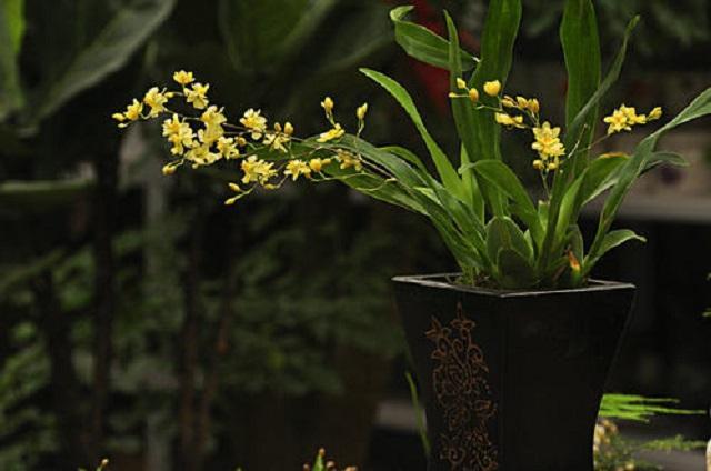 2月开花成串的3种花，此时室内摆几盆，到时候家里开成“花园”