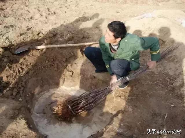 园林公司让苗木提升存活率的“十大”绝招。回头去试试