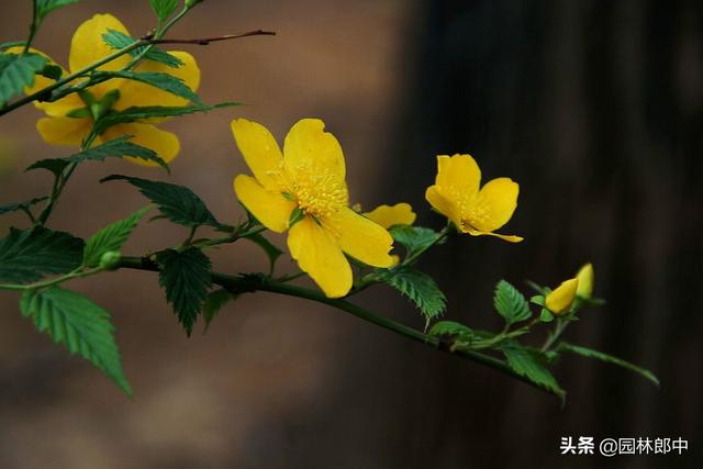 棣棠花，春日里的金色暖阳，你见过么？