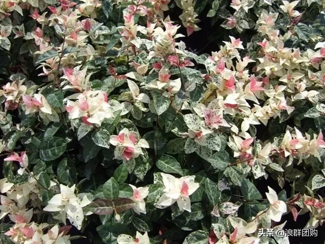 娇羞可爱欧石竹、石竹初吻、花量极大姬小菊、黄金络石和花叶络石
