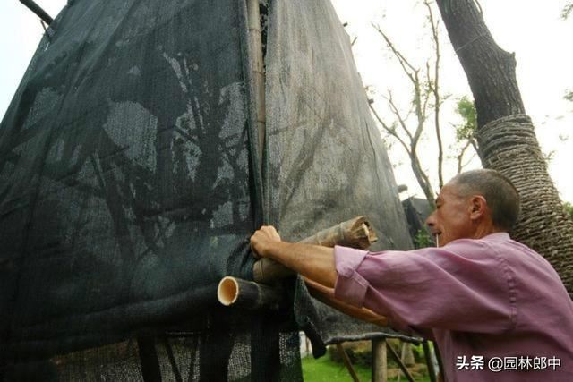 高温季节移栽树木使用遮阴网本是好事，可用错了反而起到反作用