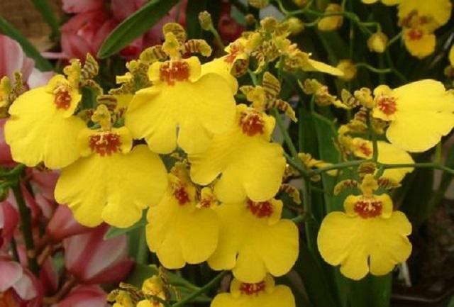 2月开花成串的3种花，此时室内摆几盆，到时候家里开成“花园”