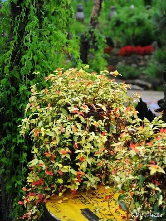 娇羞可爱欧石竹、石竹初吻、花量极大姬小菊、黄金络石和花叶络石