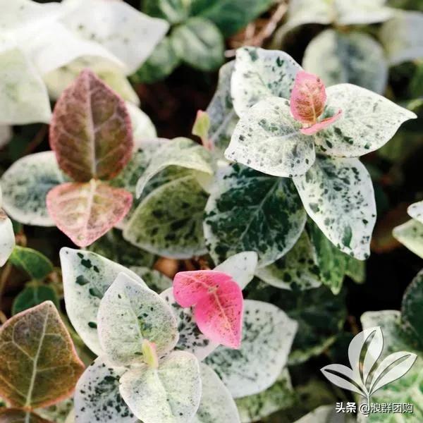 娇羞可爱欧石竹、石竹初吻、花量极大姬小菊、黄金络石和花叶络石