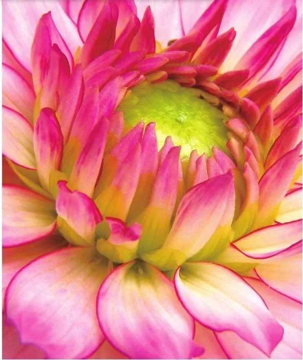 花色娇艳的大丽花，竟让我家阳台“一片花海、满载生机”