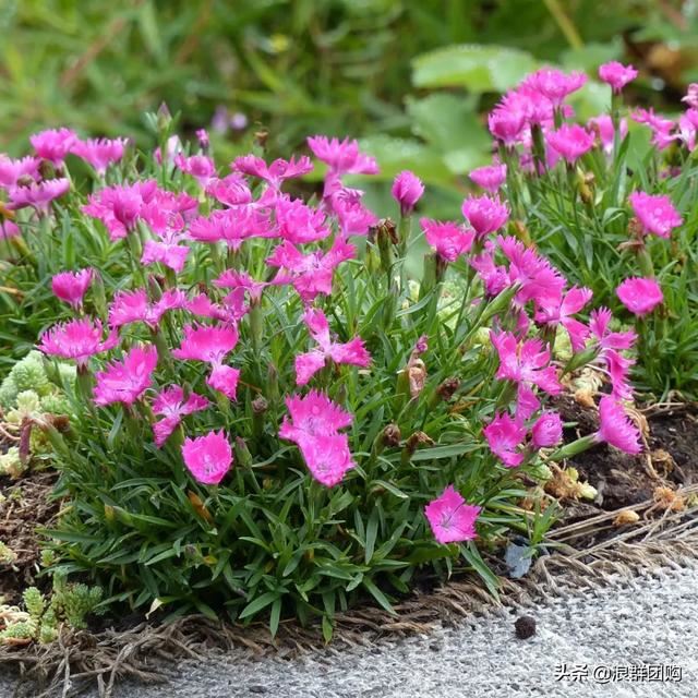 娇羞可爱欧石竹、石竹初吻、花量极大姬小菊、黄金络石和花叶络石