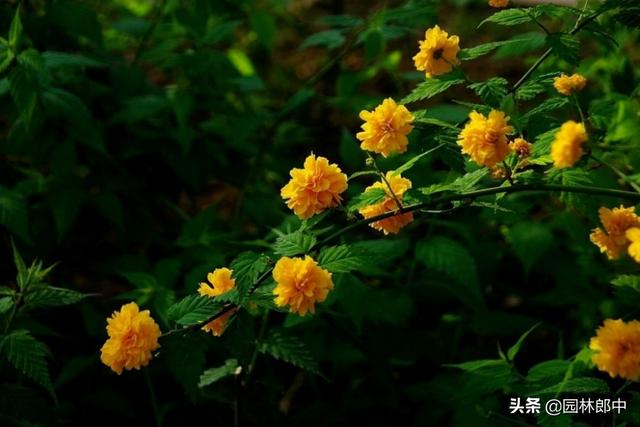 棣棠花，春日里的金色暖阳，你见过么？