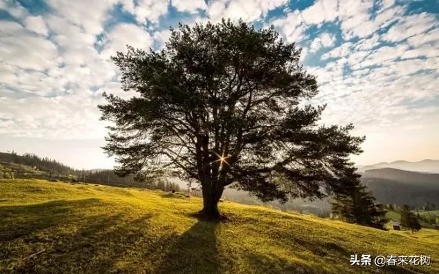 园林公司让苗木提升存活率的“十大”绝招。回头去试试