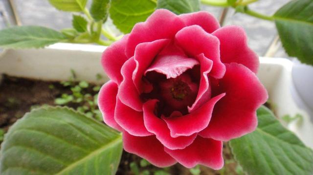 此款花养在院子里，花大色艳数量多，常年能赏花，夏天清凉很漂亮