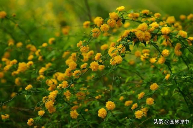 棣棠花，春日里的金色暖阳，你见过么？
