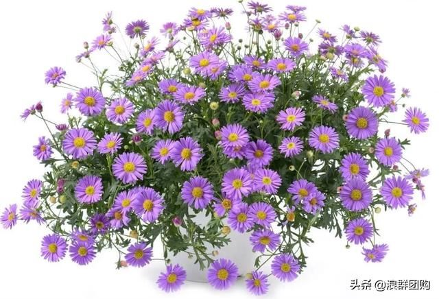 娇羞可爱欧石竹、石竹初吻、花量极大姬小菊、黄金络石和花叶络石