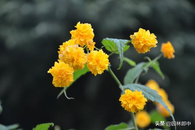 棣棠花，春日里的金色暖阳，你见过么？