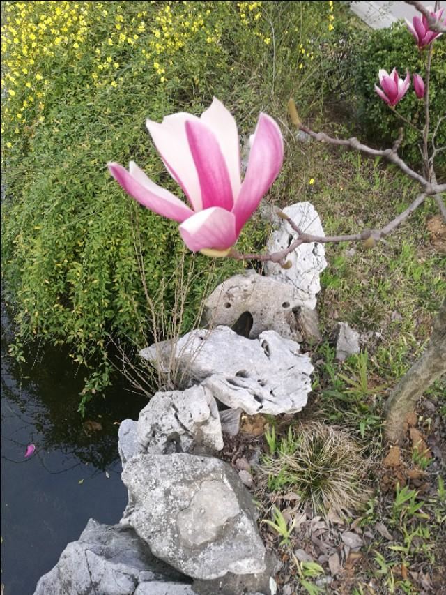 这种颜色的玉兰花真是少见。