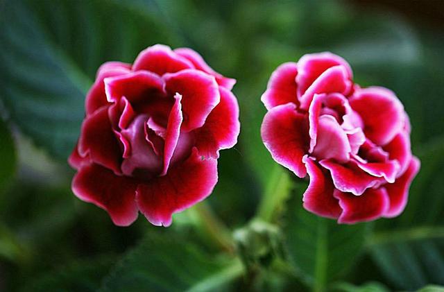 此款花养在院子里，花大色艳数量多，常年能赏花，夏天清凉很漂亮