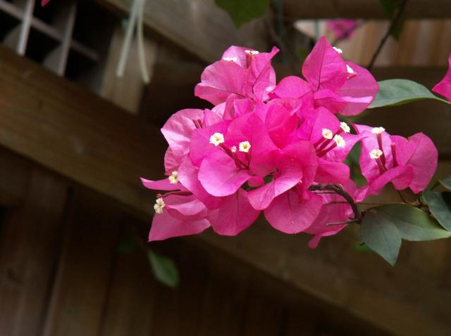 此款花养在院子里，花大色艳数量多，常年能赏花，夏天清凉很漂亮