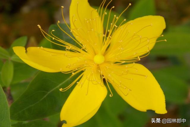 棣棠花，春日里的金色暖阳，你见过么？