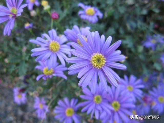 娇羞可爱欧石竹、石竹初吻、花量极大姬小菊、黄金络石和花叶络石