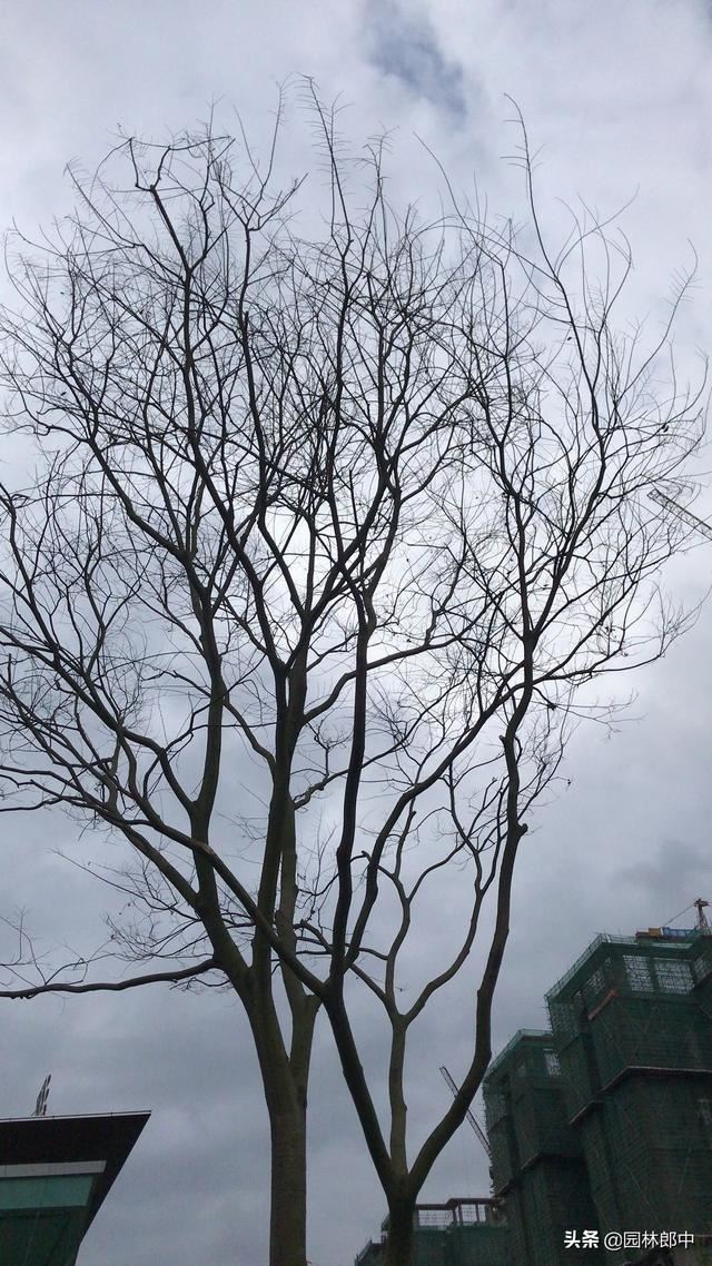 树木移植后枝干和根系内都有水分，但就是迟迟不发芽，怎么回事儿