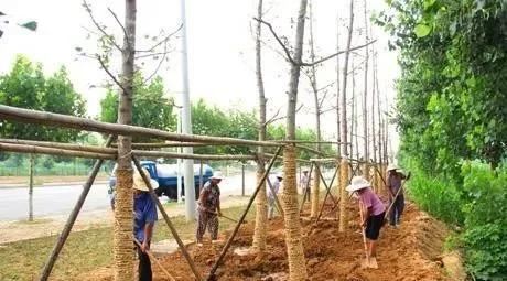 你的栽种方法，可能正在加速苗木死亡