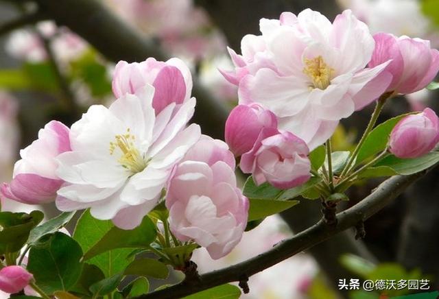 玉棠富贵-----西府海棠