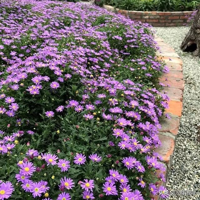 娇羞可爱欧石竹、石竹初吻、花量极大姬小菊、黄金络石和花叶络石