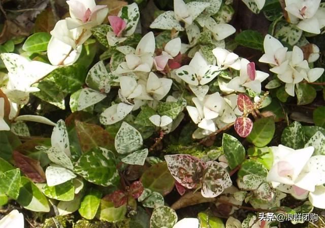 娇羞可爱欧石竹、石竹初吻、花量极大姬小菊、黄金络石和花叶络石