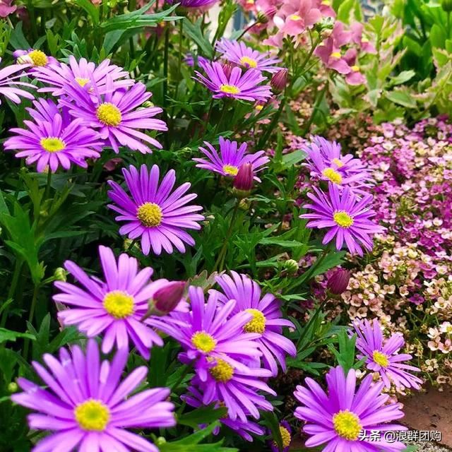 娇羞可爱欧石竹、石竹初吻、花量极大姬小菊、黄金络石和花叶络石