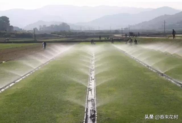 园林公司让苗木提升存活率的“十大”绝招。回头去试试