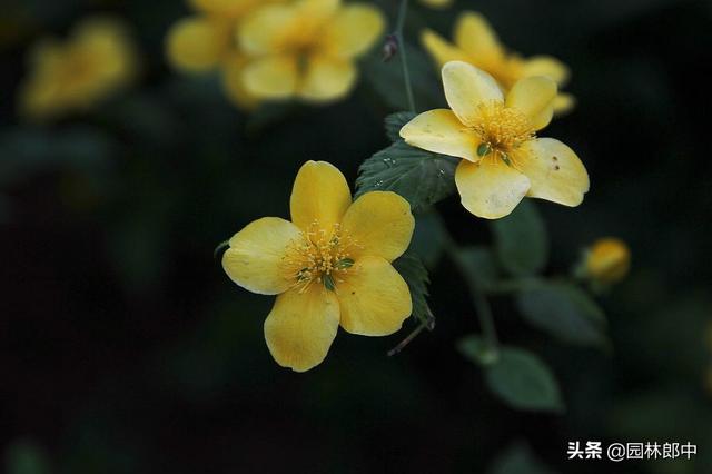 棣棠花，春日里的金色暖阳，你见过么？