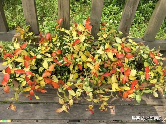 娇羞可爱欧石竹、石竹初吻、花量极大姬小菊、黄金络石和花叶络石
