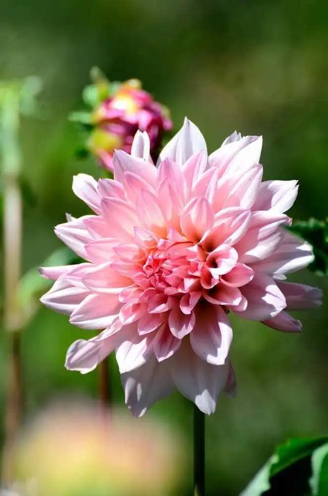 花色娇艳的大丽花，竟让我家阳台“一片花海、满载生机”