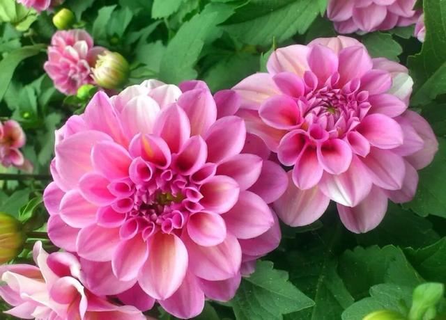 花色娇艳的大丽花，竟让我家阳台“一片花海、满载生机”