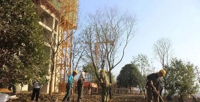 你的栽种方法，可能正在加速苗木死亡