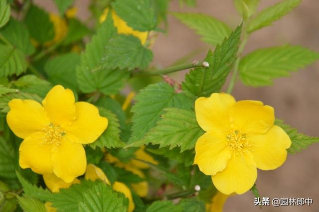 棣棠花，春日里的金色暖阳，你见过么？