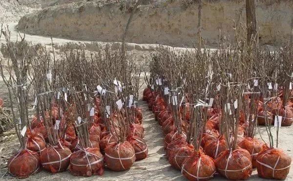 种树的错误示范，这些误区不能犯