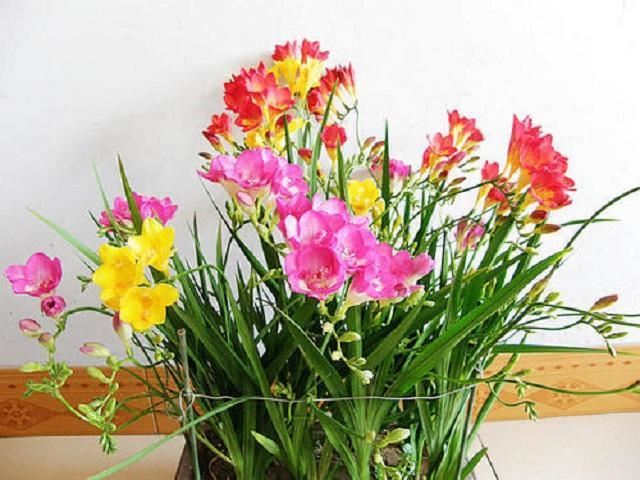 2月开花成串的3种花，此时室内摆几盆，到时候家里开成“花园”