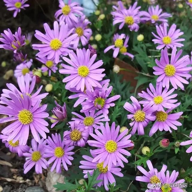 娇羞可爱欧石竹、石竹初吻、花量极大姬小菊、黄金络石和花叶络石