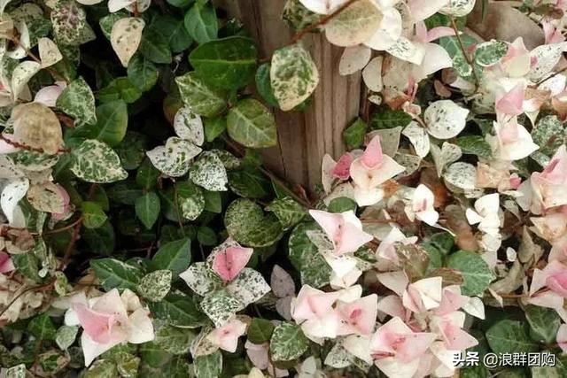 娇羞可爱欧石竹、石竹初吻、花量极大姬小菊、黄金络石和花叶络石