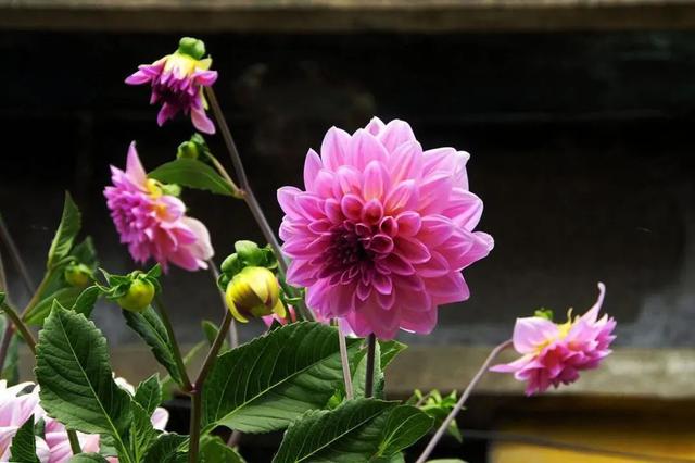 花色娇艳的大丽花，竟让我家阳台“一片花海、满载生机”